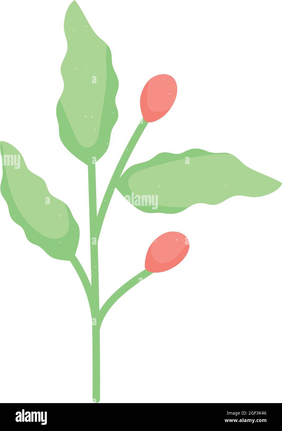 coffee beans and leaves design Stock Vector Image & Art - Alamy