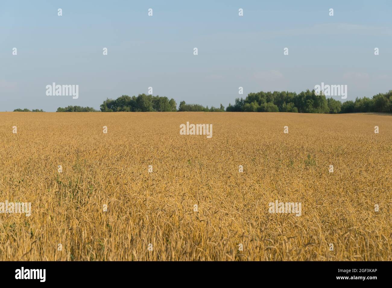 Wheat field in summer at sunset. Ripe ears of wheat on the farm during the summer harvest. Agriculture, cereals and eco nature concept. High quality photo Stock Photo