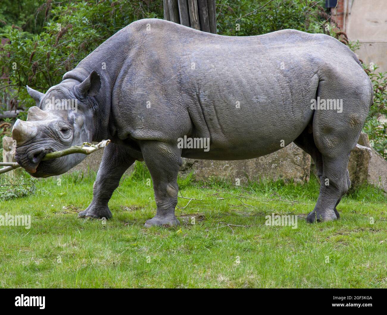 Nashorn beim Fressen im Zoo Krefeld Stock Photo