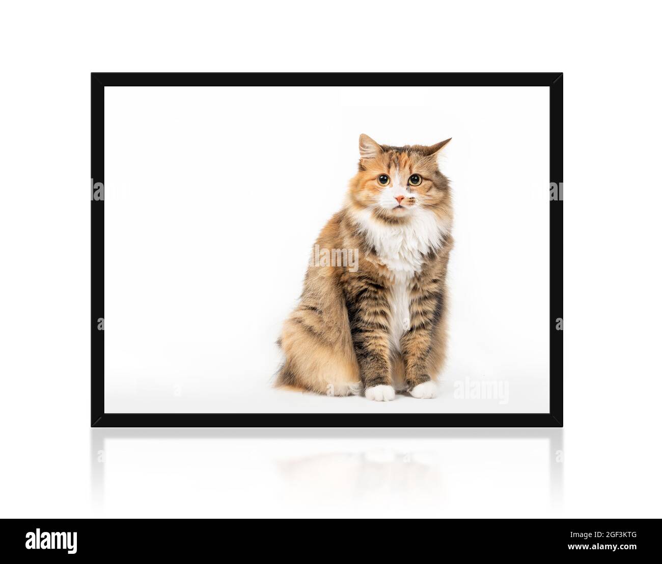 Cat sitting upright inside a picture frame with questioning or annoyed expression while looking at the camera. Cute fluffy orange white female kitty w Stock Photo