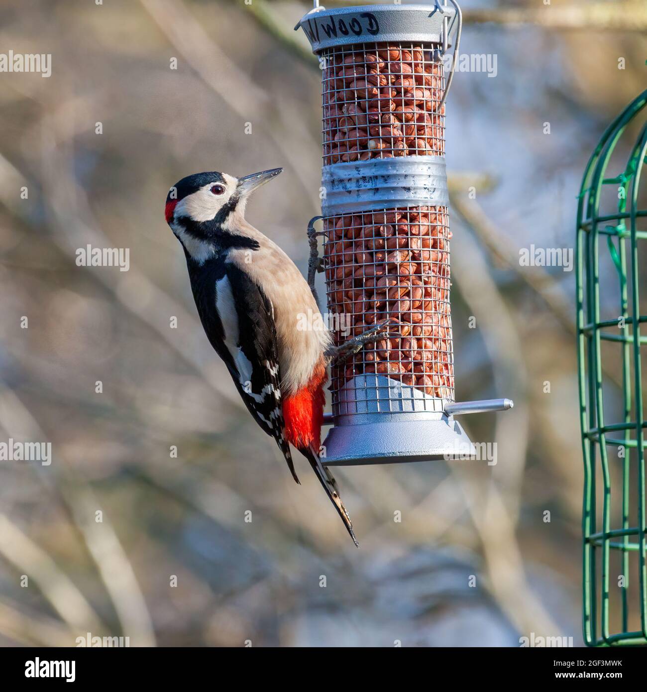 Great Spotted Woodpecker clinging to a peanut feeder Stock Photo