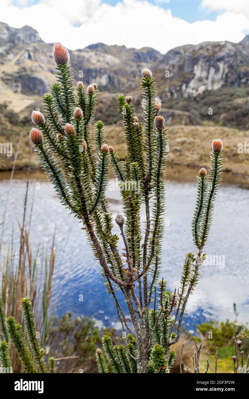 Plants of Paramo ecosystem, Ecuador Stock Photo Alamy