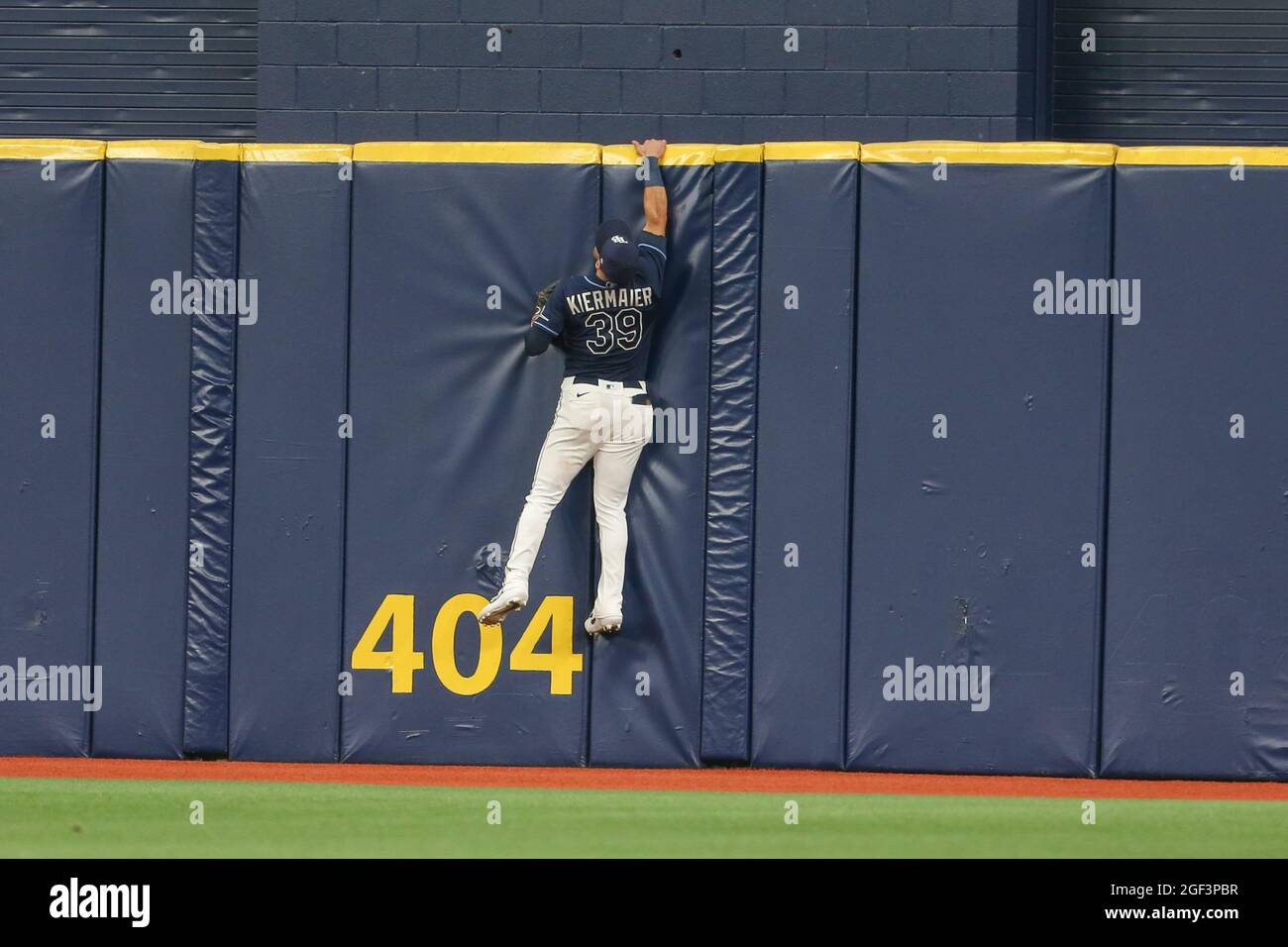 St. Petersburg, FL. USA;  Tampa Bay Rays center fielder Kevin Kiermaier (39) climbs the wall to try and catch a home run ball hit by Chicago White Sox Stock Photo