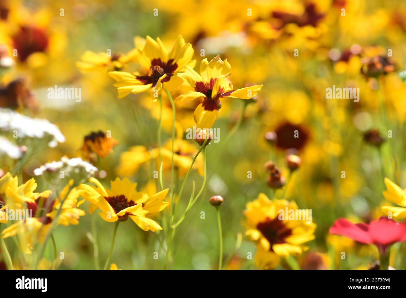 Wild colourful flowers Stock Photo - Alamy