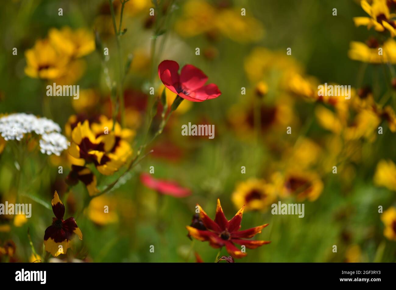 Wild colourful flowers Stock Photo - Alamy