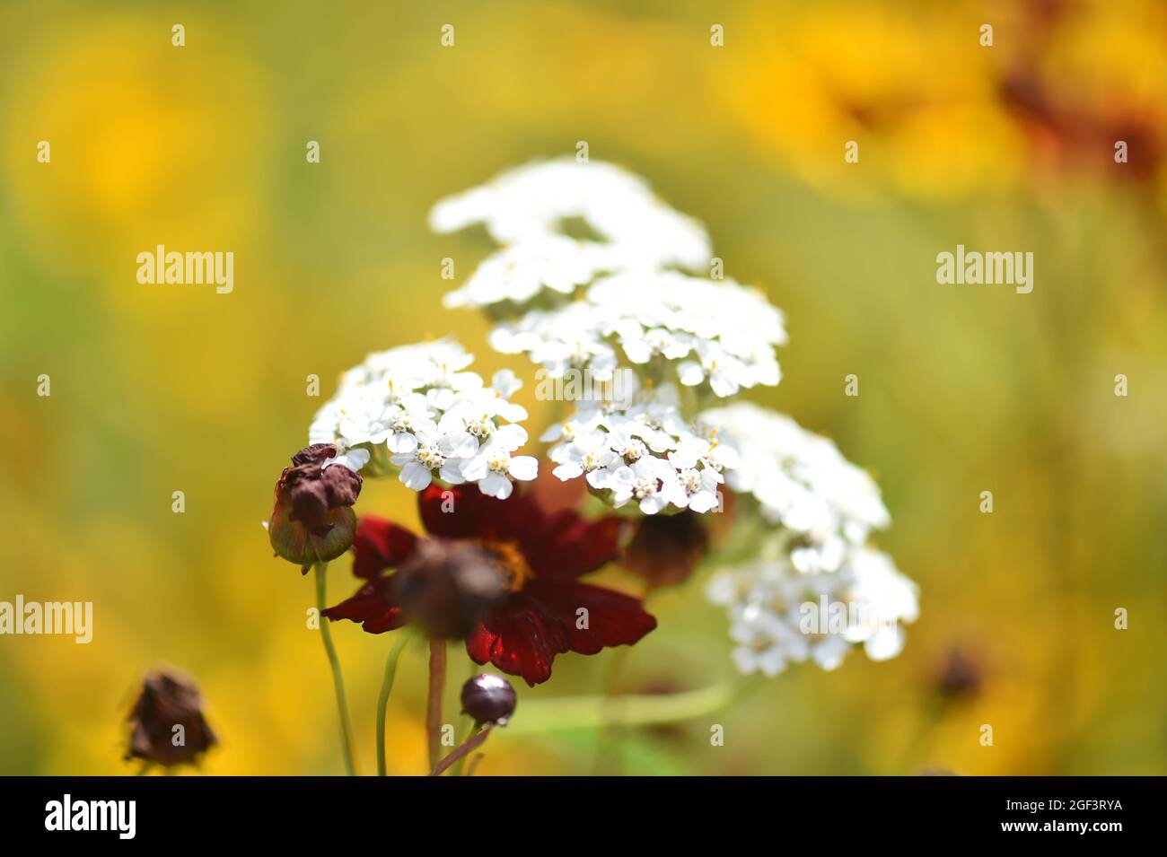 Wild colourful flowers Stock Photo - Alamy