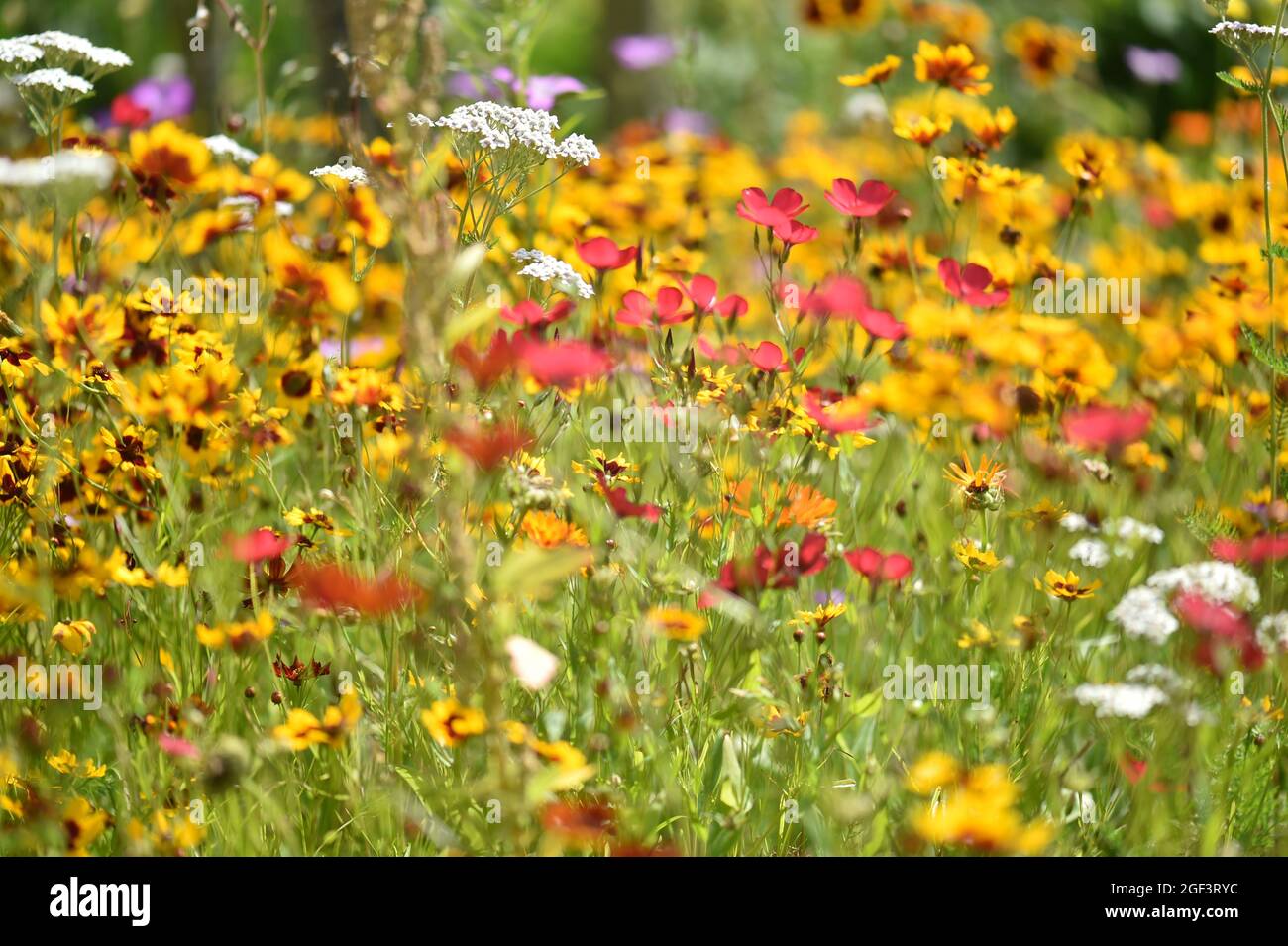 Wild colourful flowers Stock Photo - Alamy