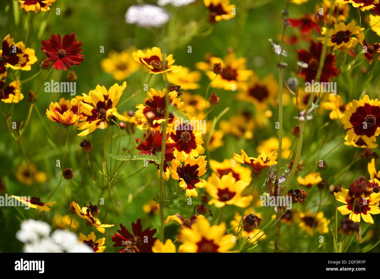 Wild colourful flowers Stock Photo - Alamy