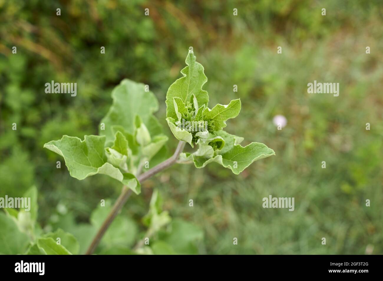 Arctium lappa fresh leaves and flowers Stock Photo