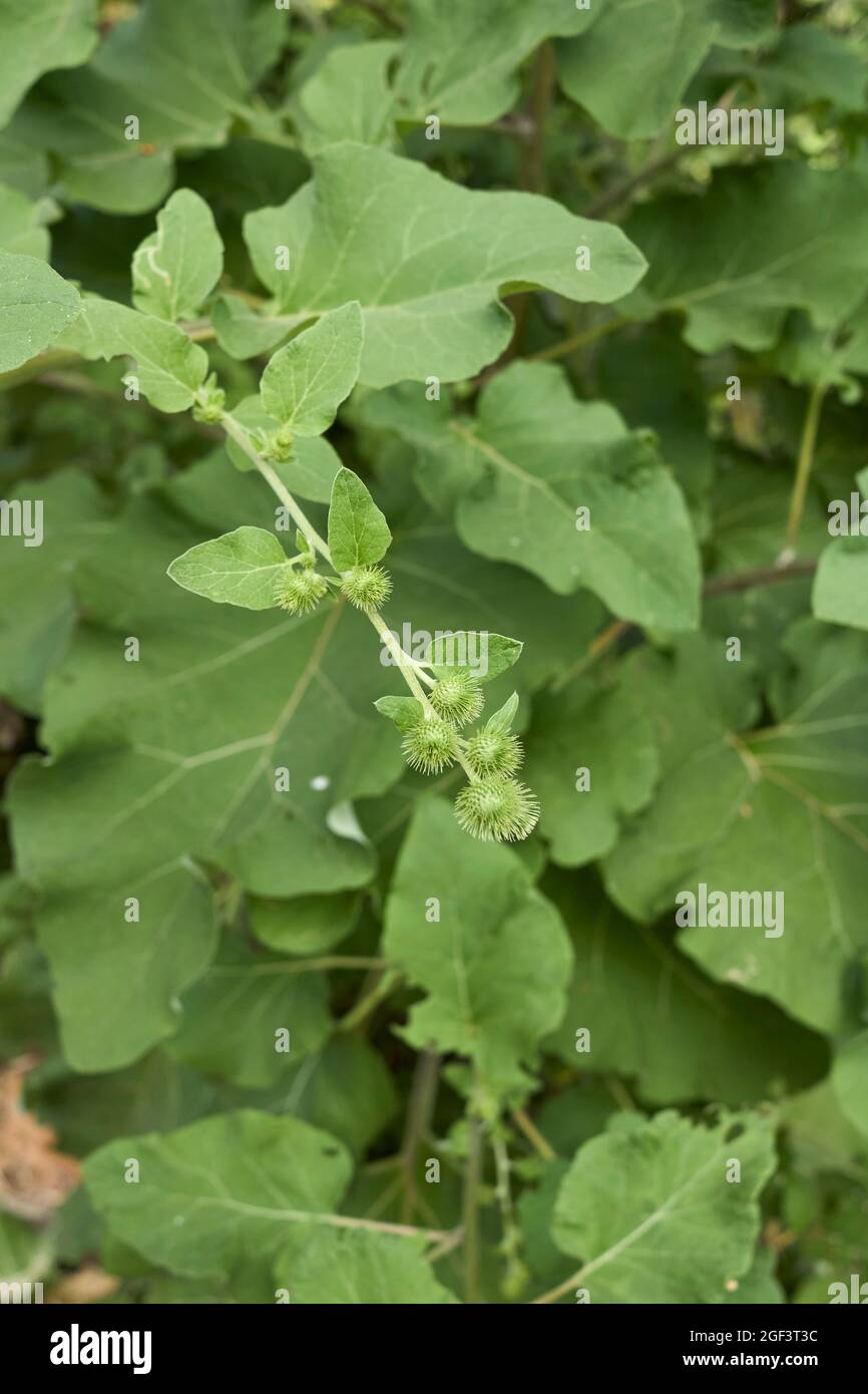Arctium lappa fresh leaves and flowers Stock Photo - Alamy
