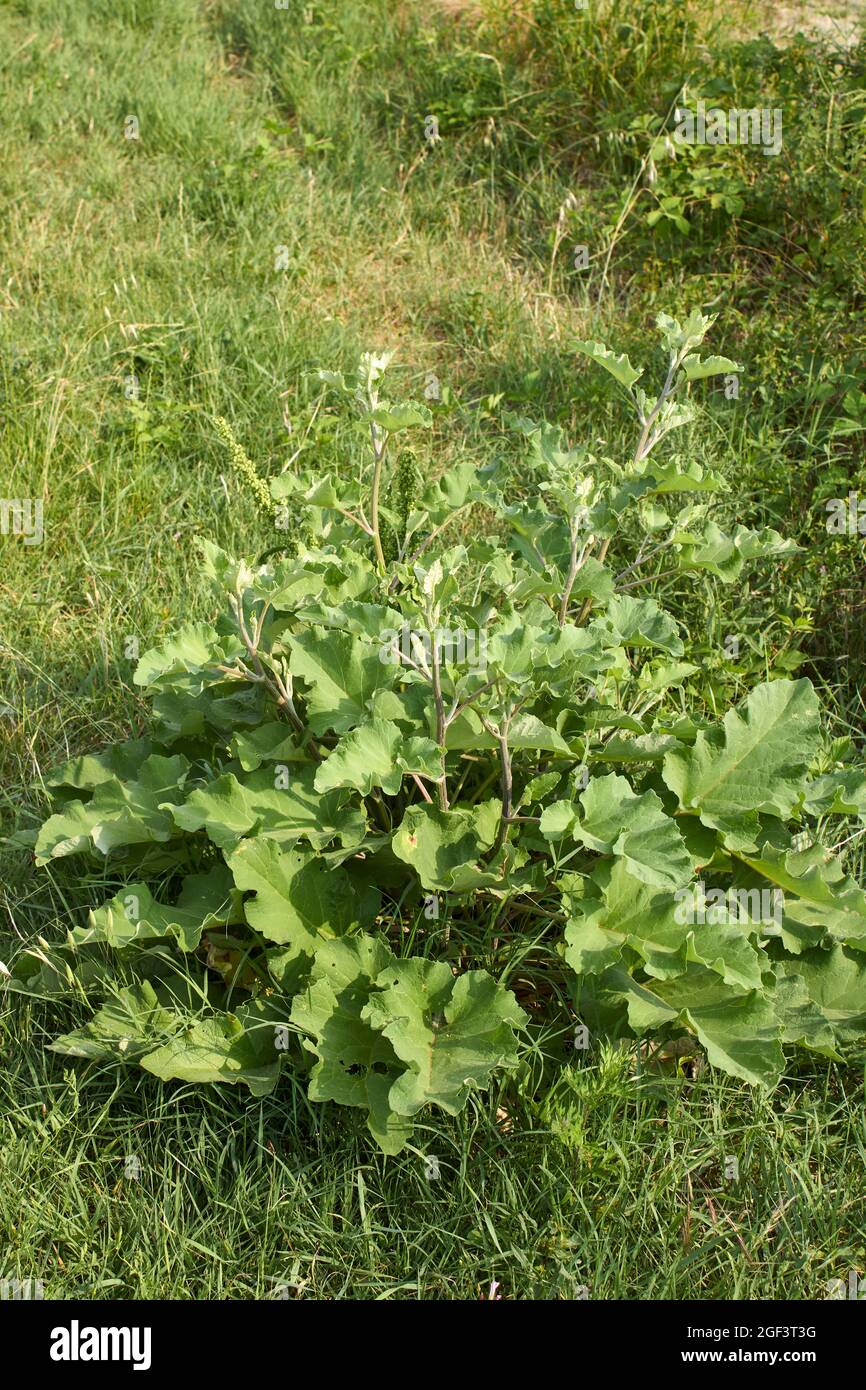 Arctium lappa fresh leaves and flowers Stock Photo - Alamy