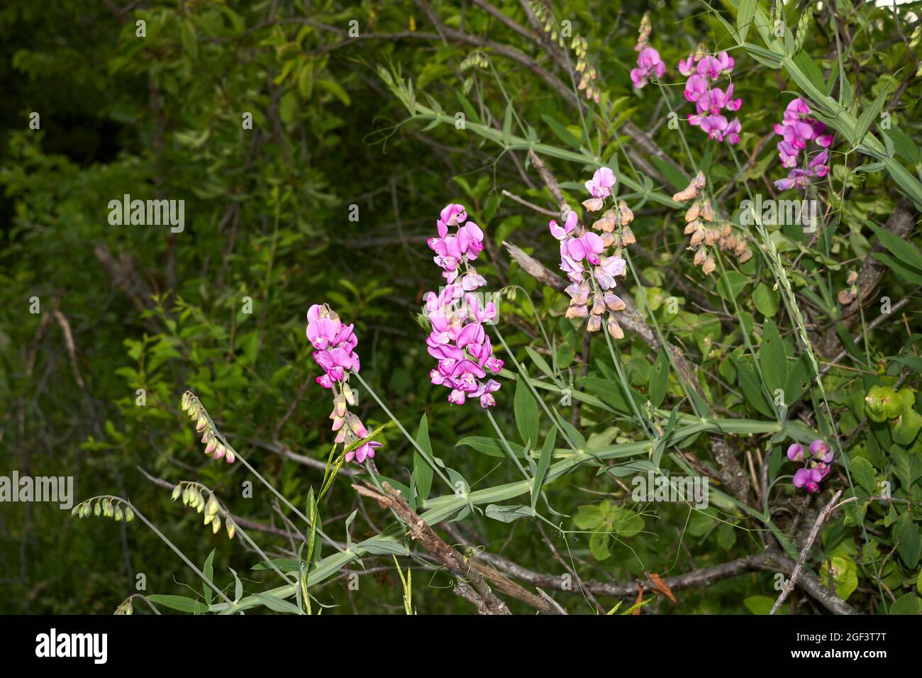 Lathyrus sylvestris purple flowers Stock Photo