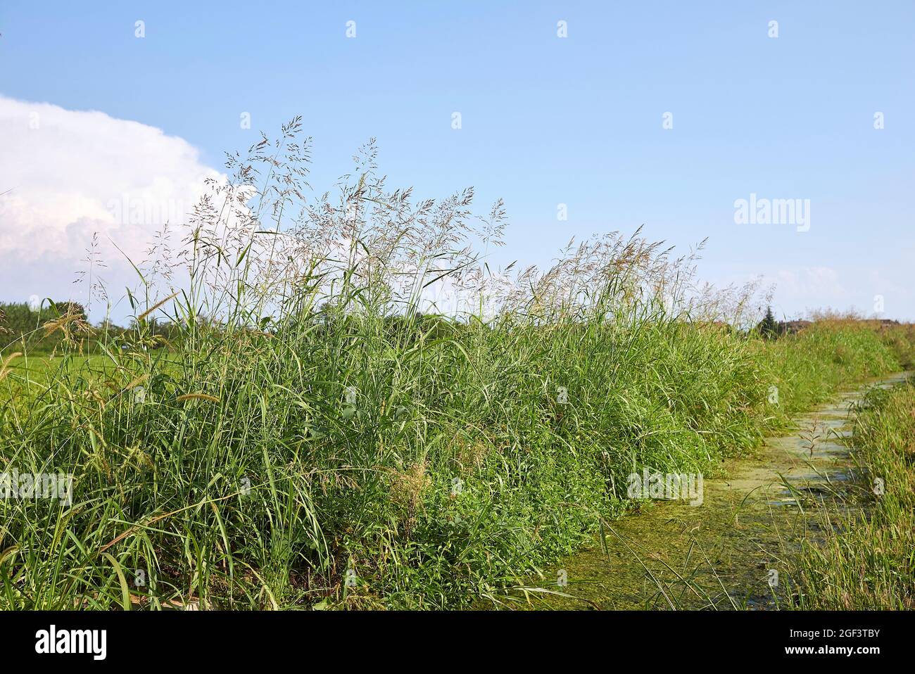Sorghum halepense grass in bloom Stock Photo