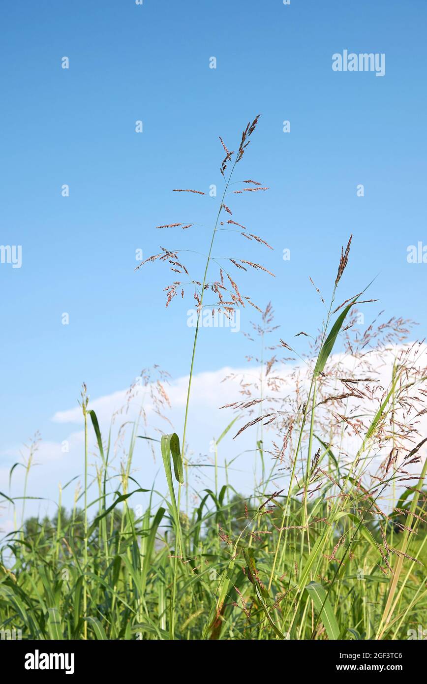 Sorghum halepense grass in bloom Stock Photo