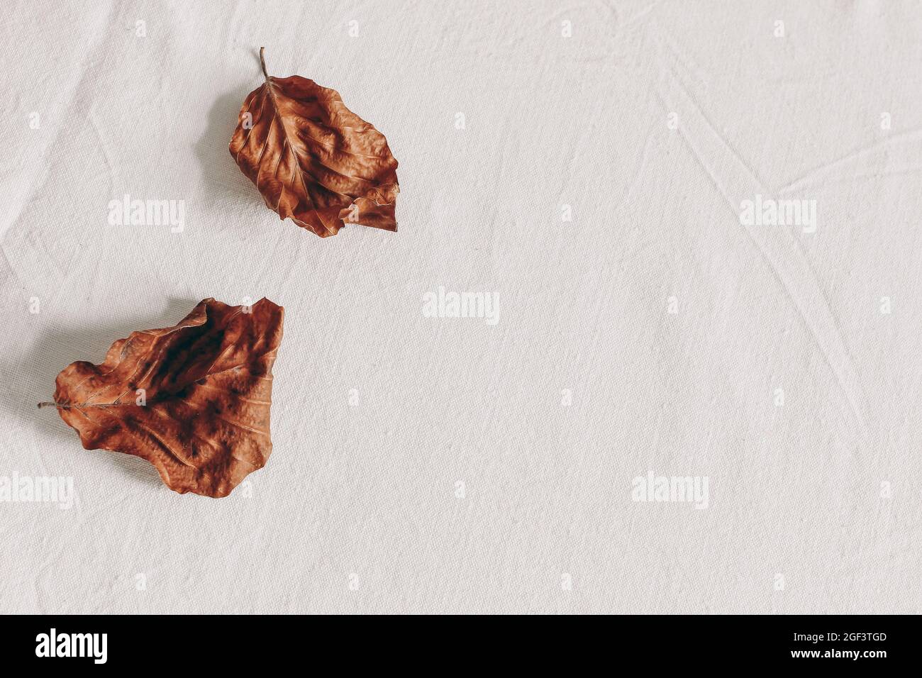 Autumn still life. Dry beech leaves on linen fabric table cloth textile background. Fall and Thanksgiving concept. Seasonal composition. Styled flat Stock Photo