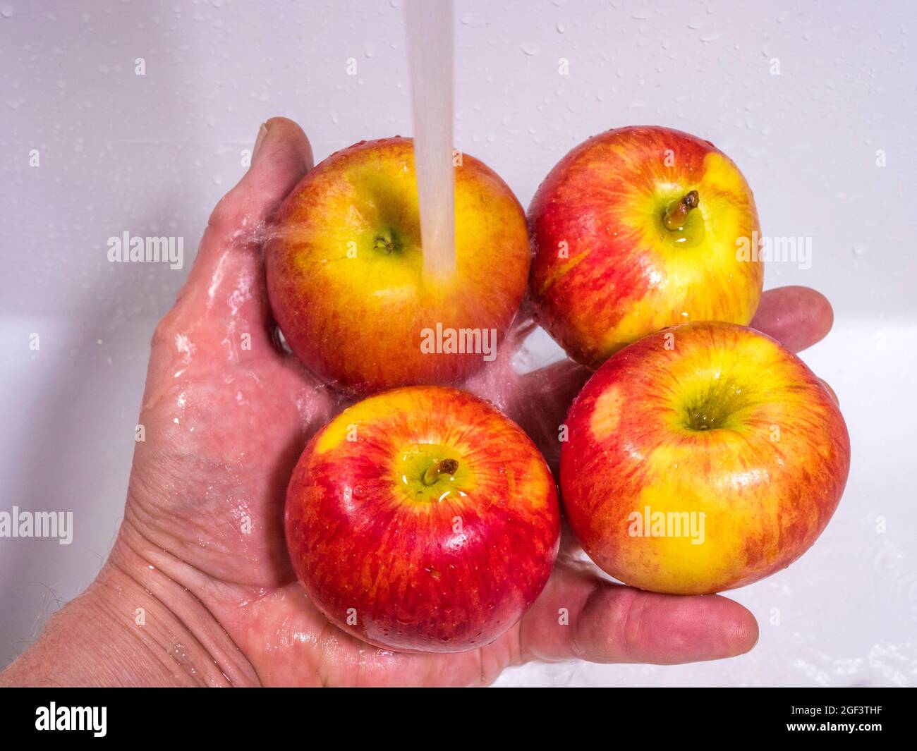 Closeup POV shot of a man’s hand holding four red and yellow whole apples under a running sink tap to wash them before eating. Stock Photo