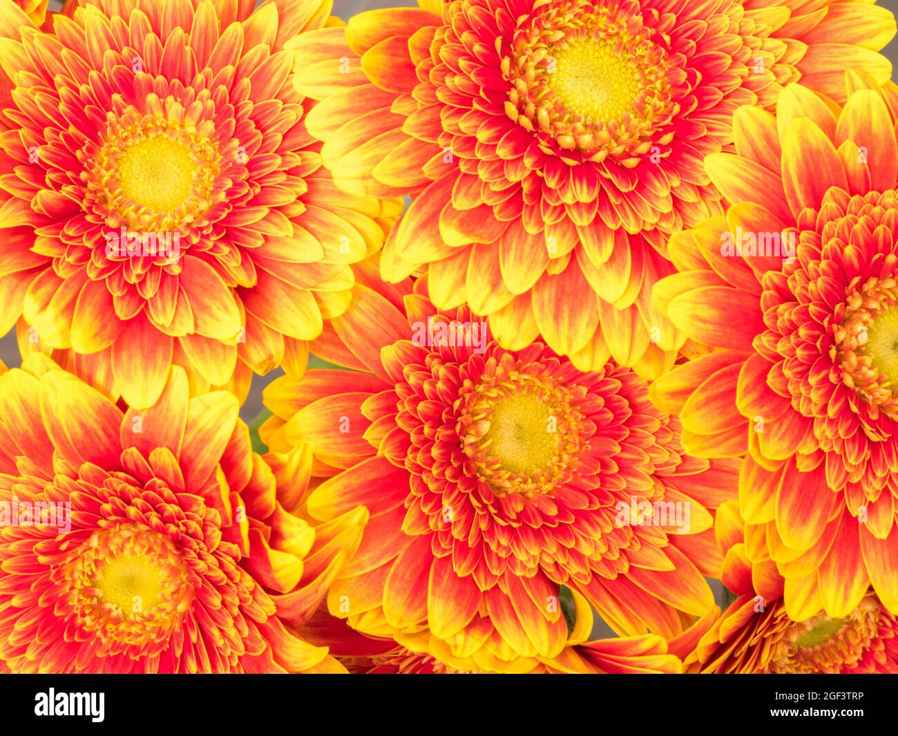 Closeup POV overhead shot of a bunch of vibrant pink and yellow gerbera daisies. Stock Photo
