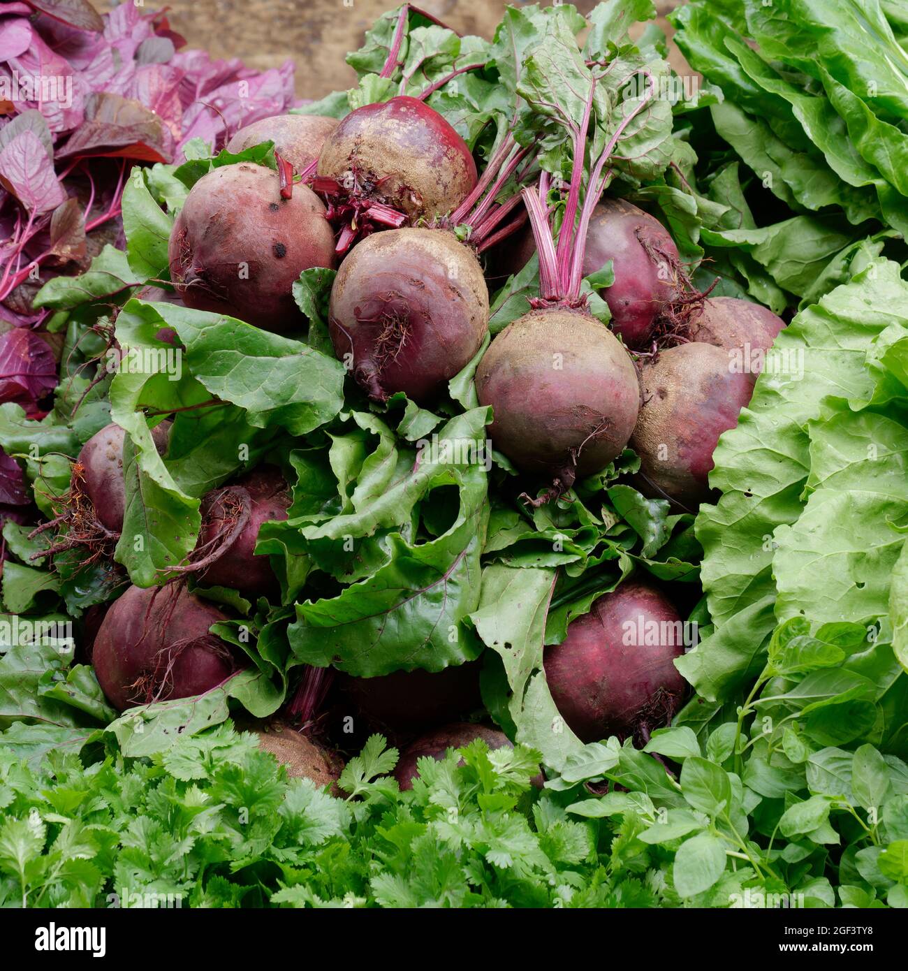 Freshly harvested organic vegetables : Beetroot and coriander Stock Photo