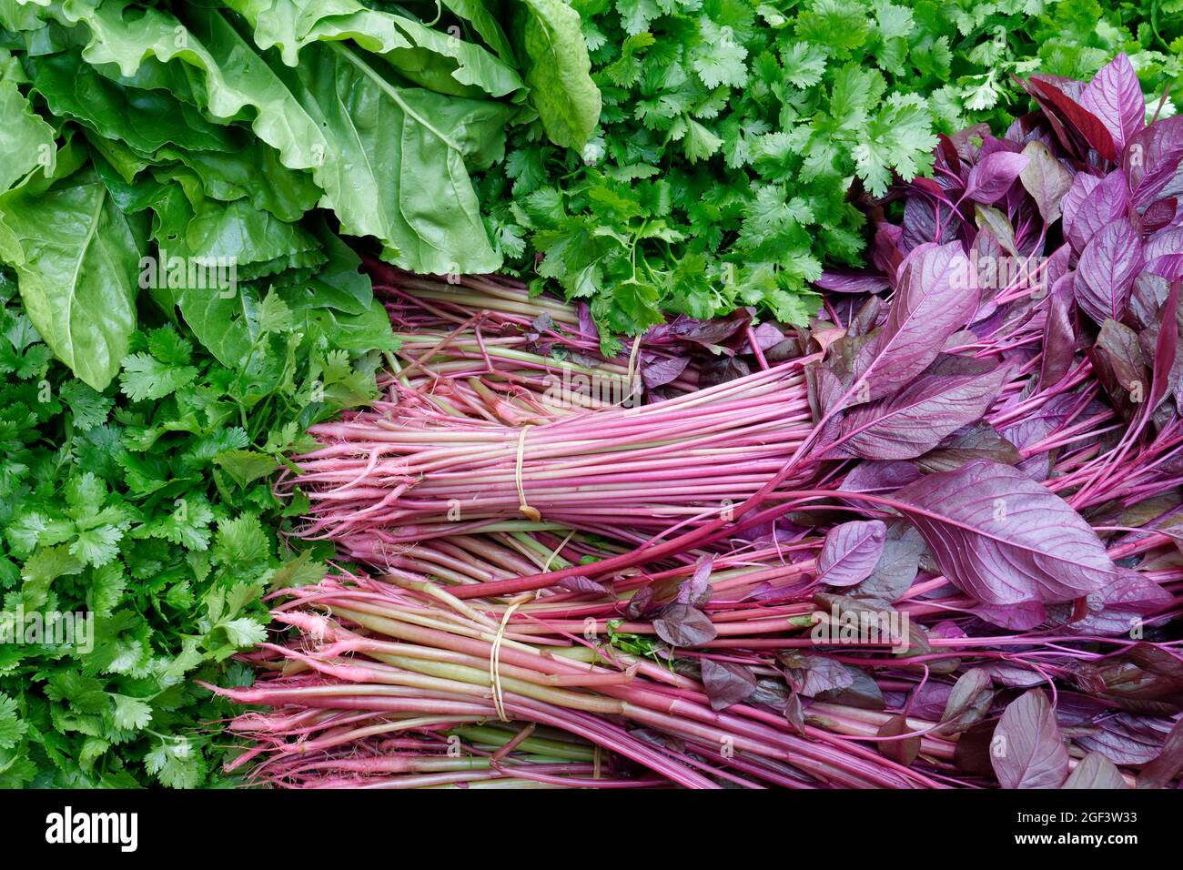 Freshly harvested organic vegetables : Coriander, Chard and Red Amaranth Stock Photo