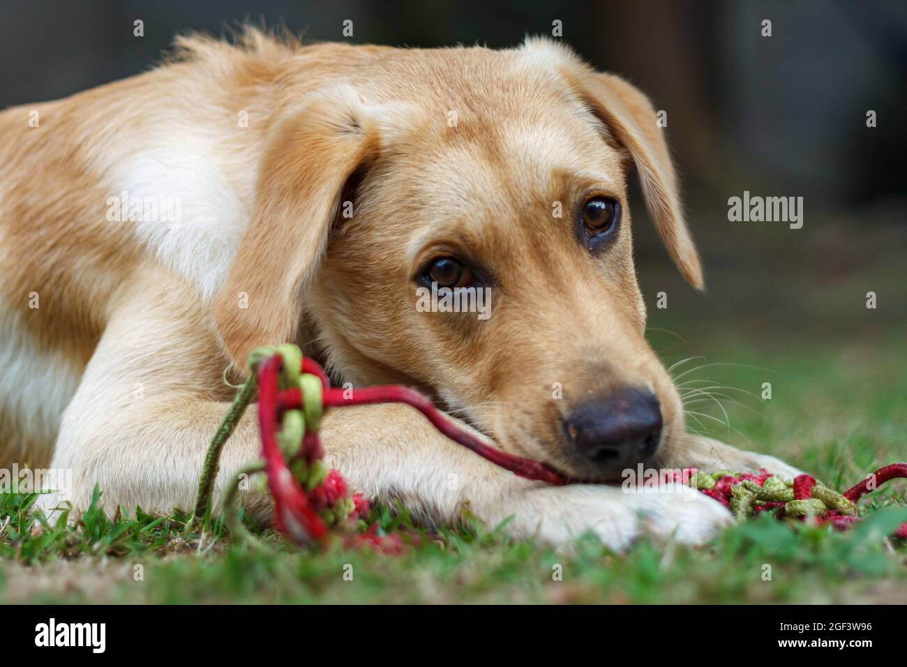 young Labrador puppy having a chew on is toy Stock Photo Alamy