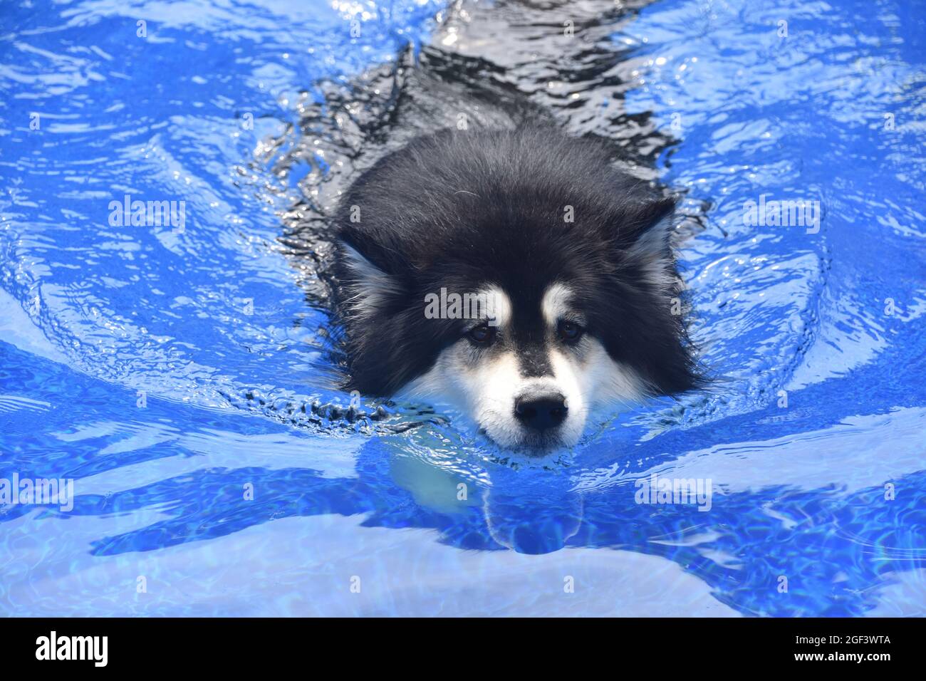 Husky dog swimming in the blue waters of a swimming pool Stock