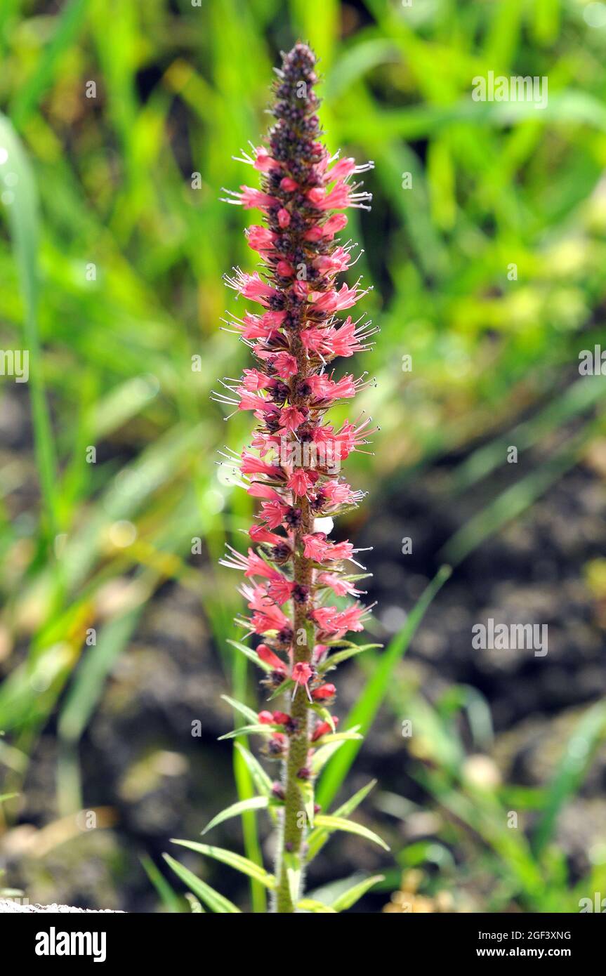 red-flowered viper's grass, Echium russicum, piros kígyószisz, Hungary, Magyarország, Europe Stock Photo