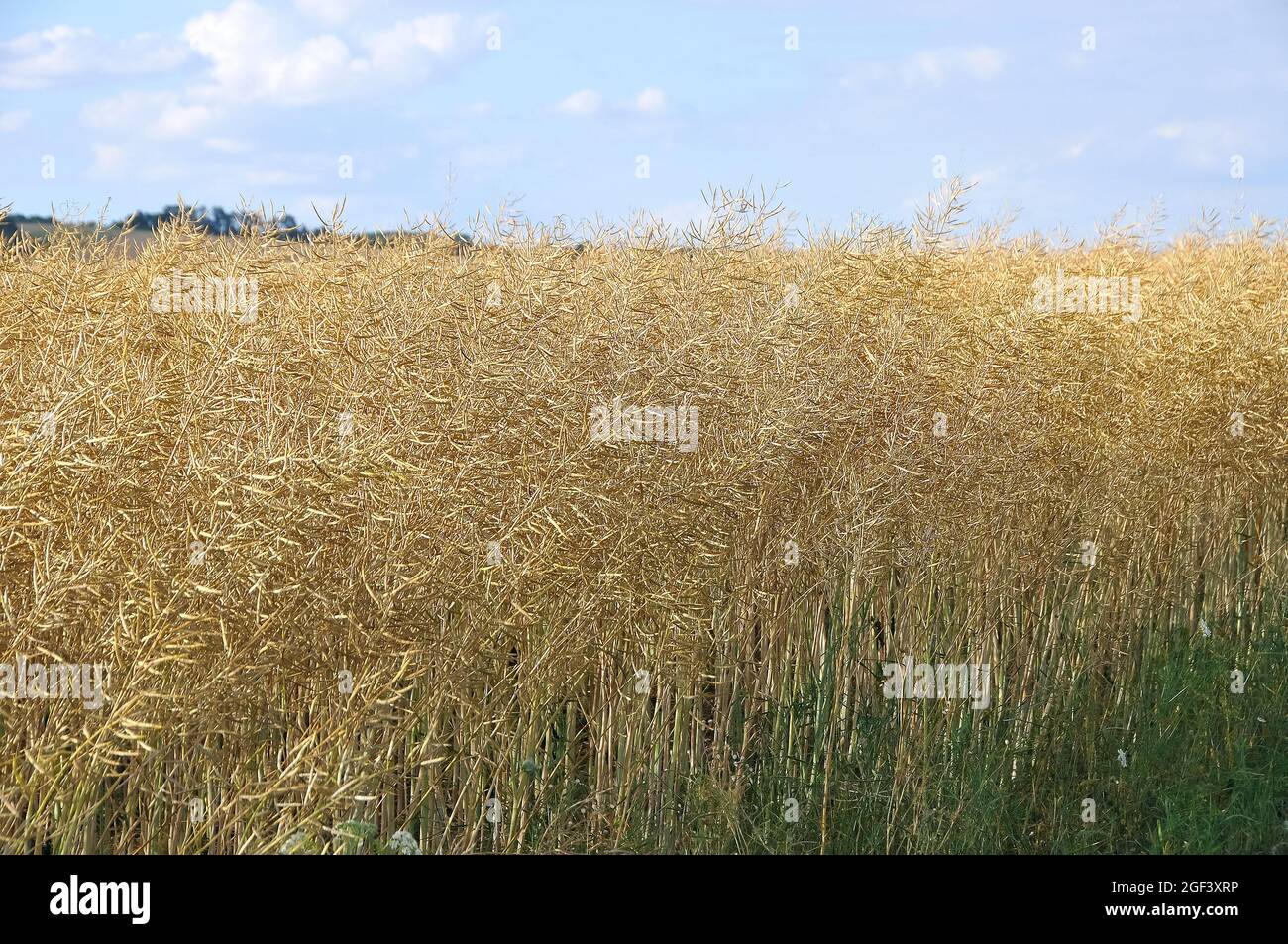 rape field, rapeseed, oilseed rape, Raps, repce, Brassica napus, Hungary,  Magyarország, Europe Stock Photo - Alamy