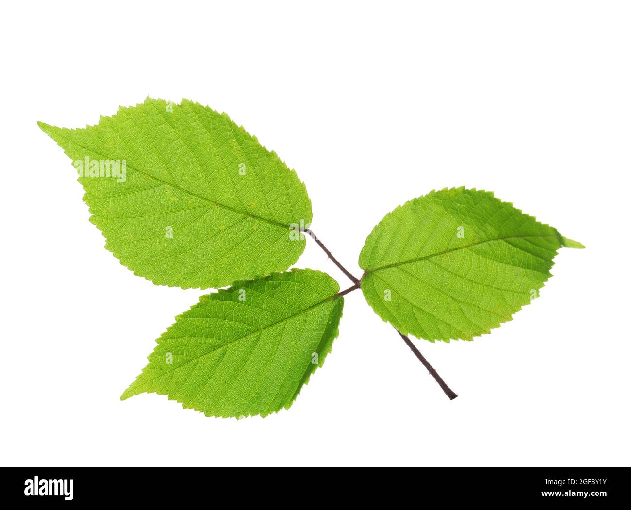 Green leaf of Blackberry isolated on white background. Leaf adaxial side. Selective focus Stock Photo