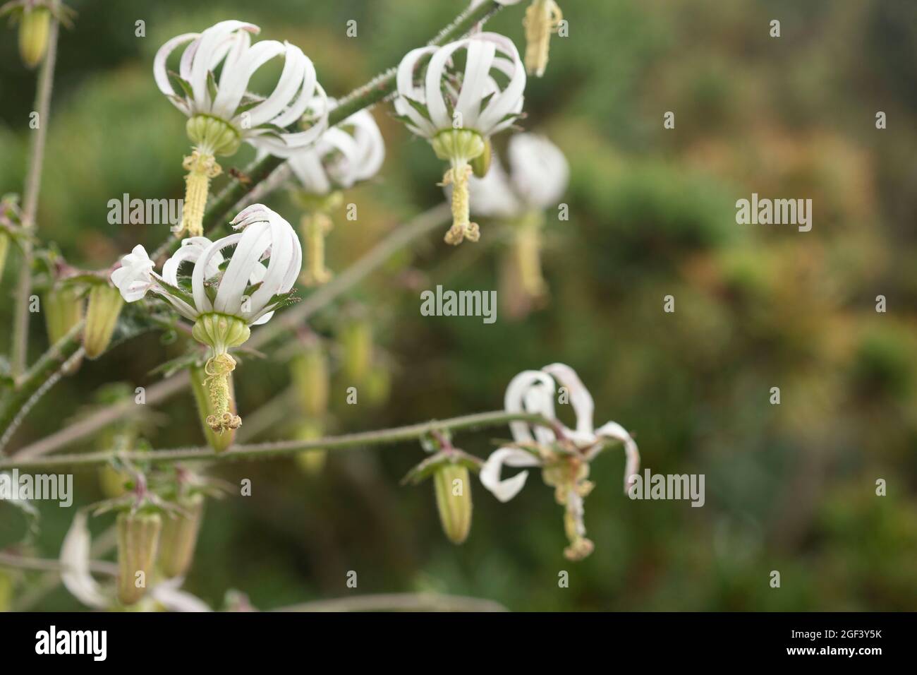 Prolific and striking Michauxia Tchihatchewii, natura ornamental plant portrait Stock Photo