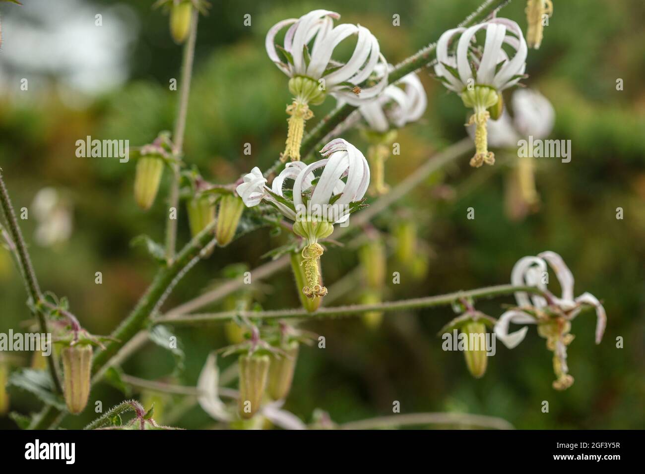 Prolific and striking Michauxia Tchihatchewii, natura ornamental plant portrait Stock Photo