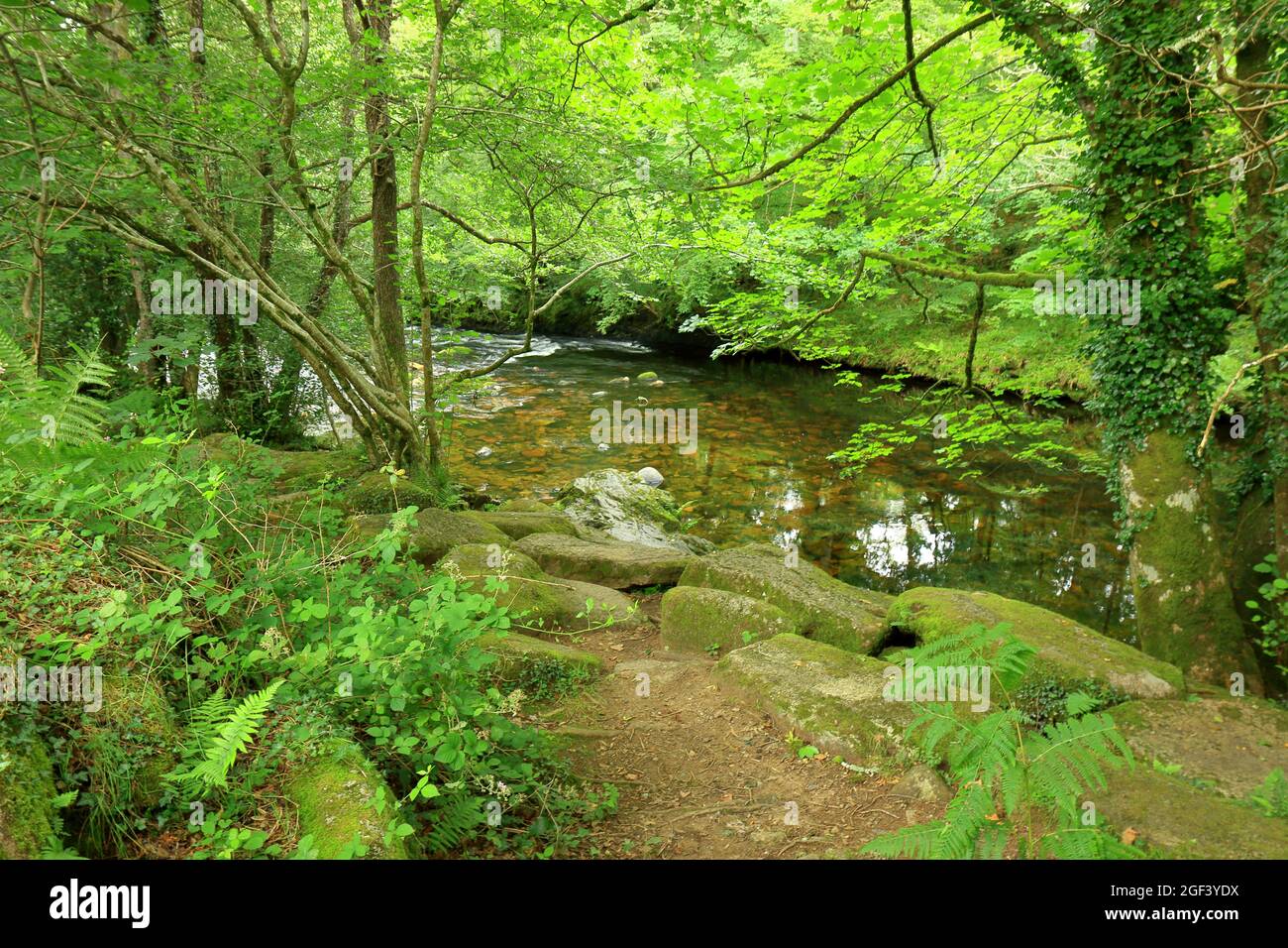 A woodland scene of the river Dart at Newbridge Stock Photo Alamy