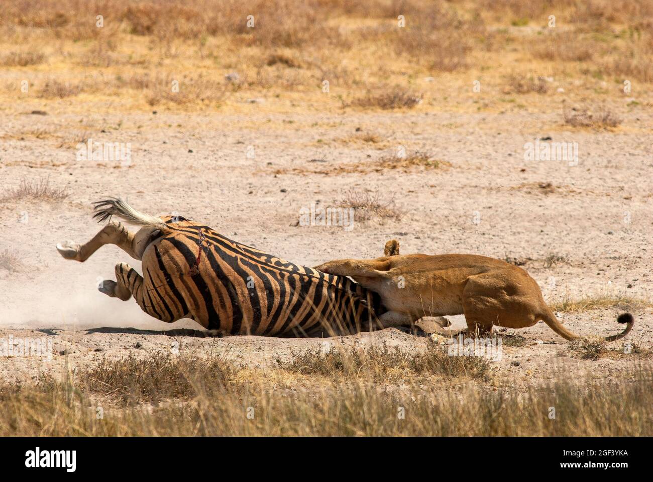 Lioness killing a zebra at Salvadora waterhole, Etosha National Park, Namibia Stock Photo