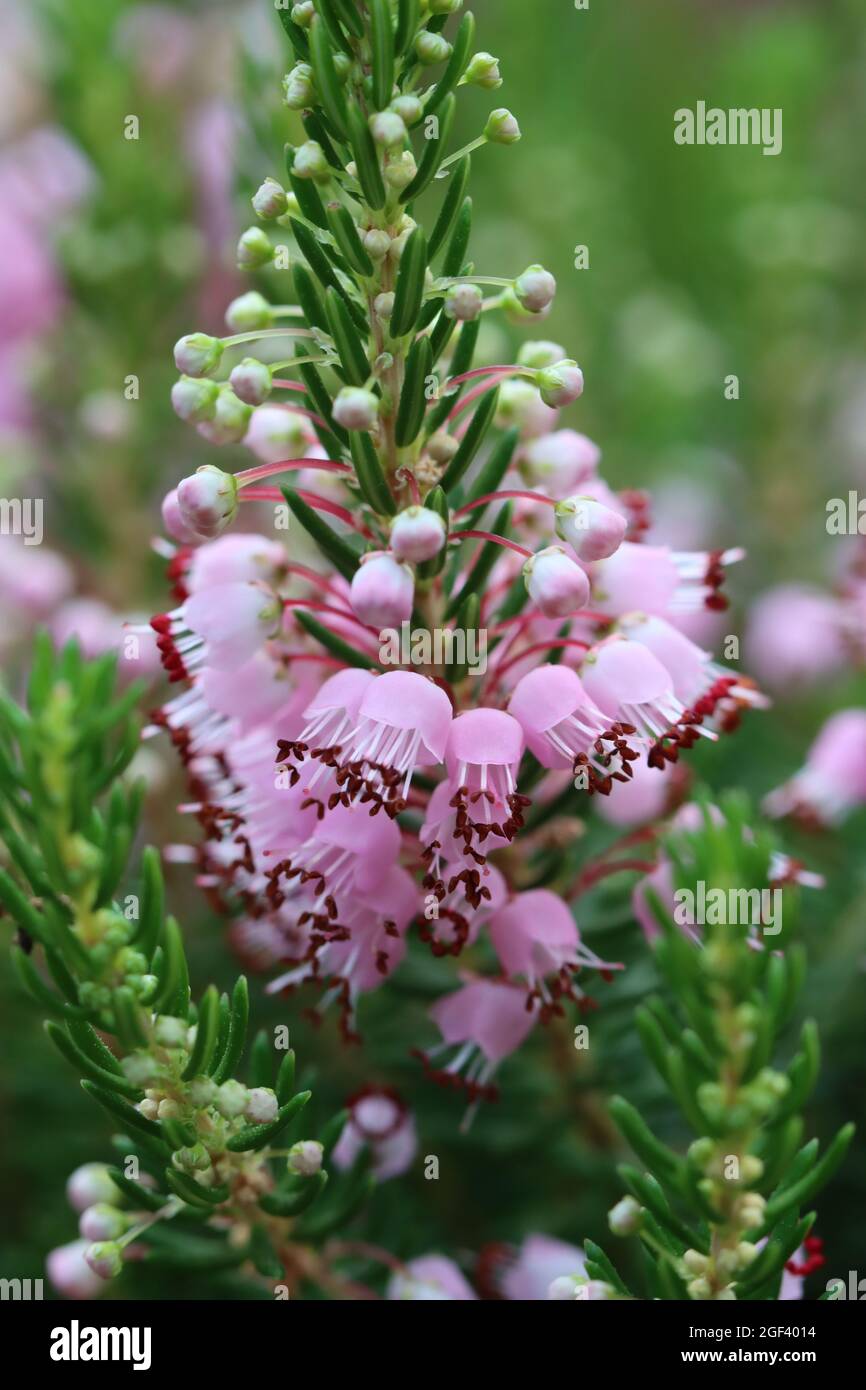 close-up of the bell-shaped blossoms of Cornwall heath Stock Photo