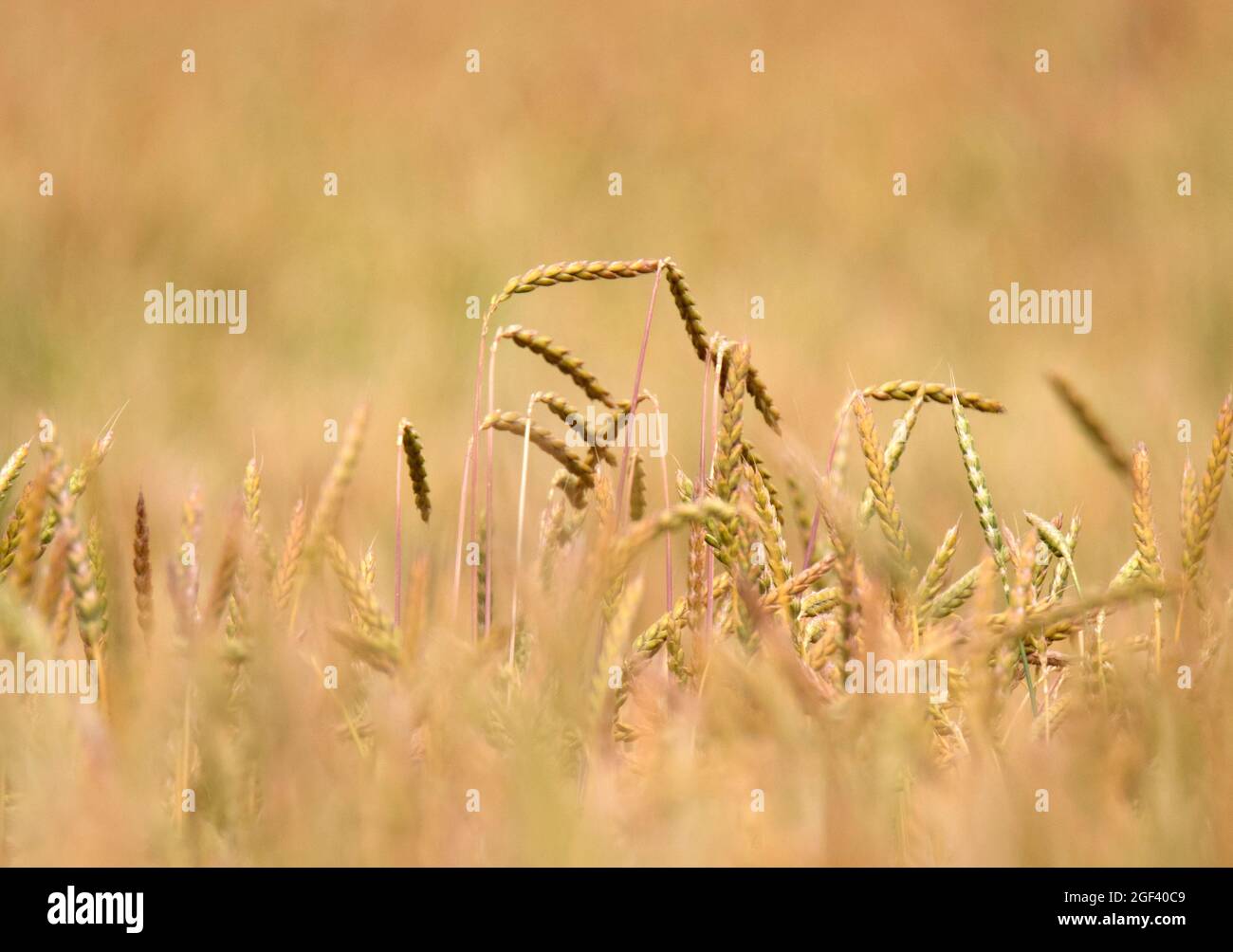 Common Wheat (Triticum aestivum) field Stock Photo