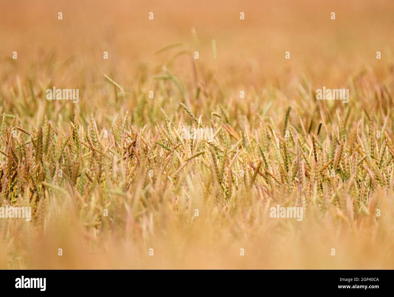 Common Wheat (Triticum aestivum) field Stock Photo