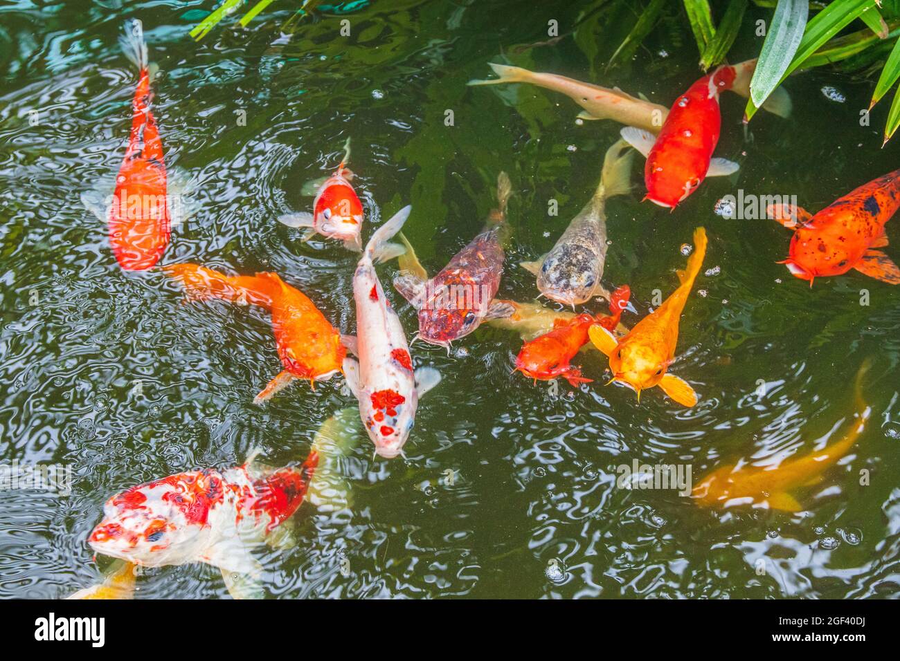 Best Goldfish Varieties For A Koi Pond