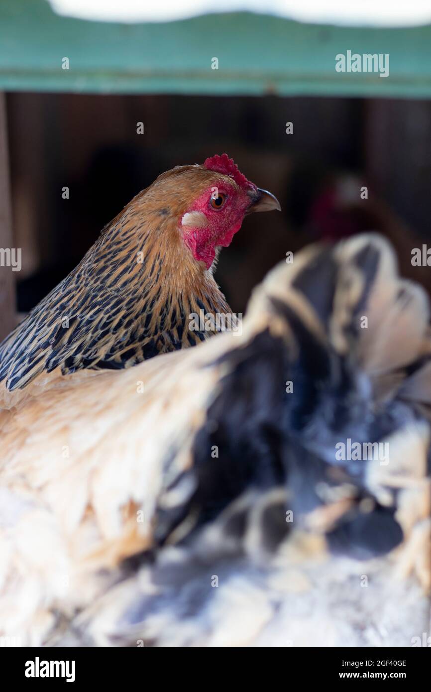 Hen laying egg hires stock photography and images Alamy