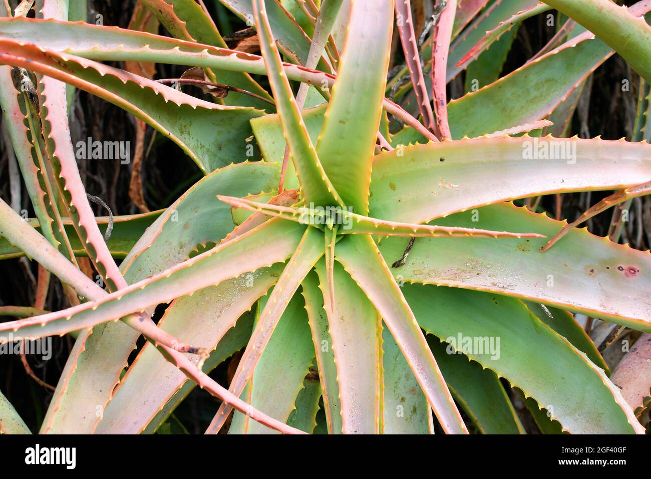 Aloe vera plant aloe arborescens, krantz aloe or candelabra aloe