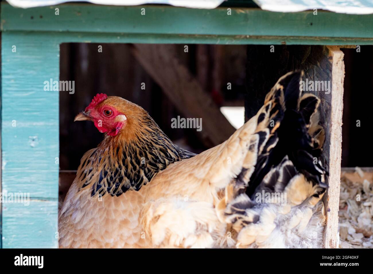 Hen laying egg hires stock photography and images Alamy