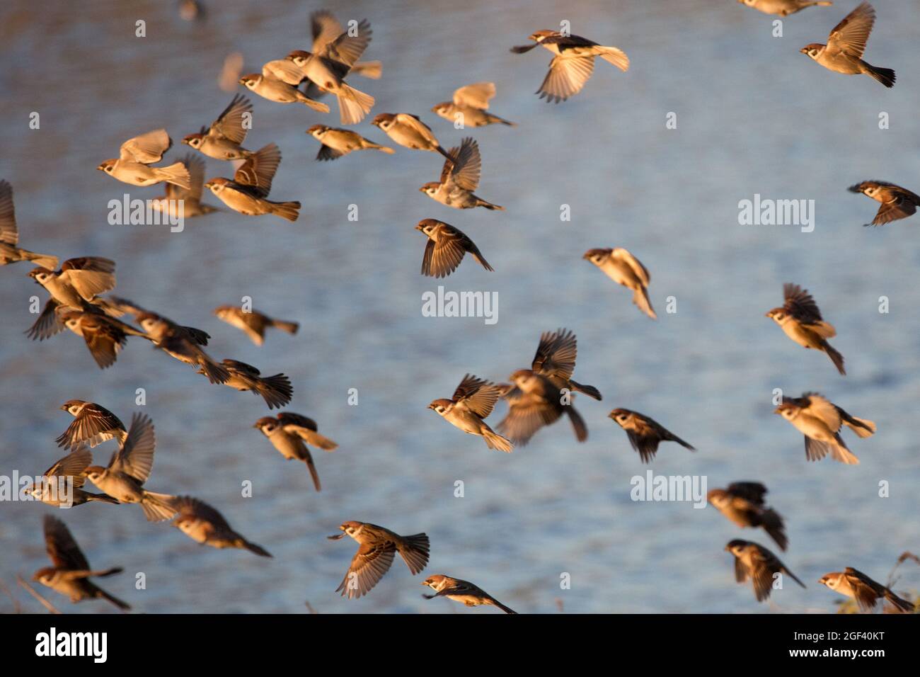 Flock of sparrows in flight Stock Photo Alamy