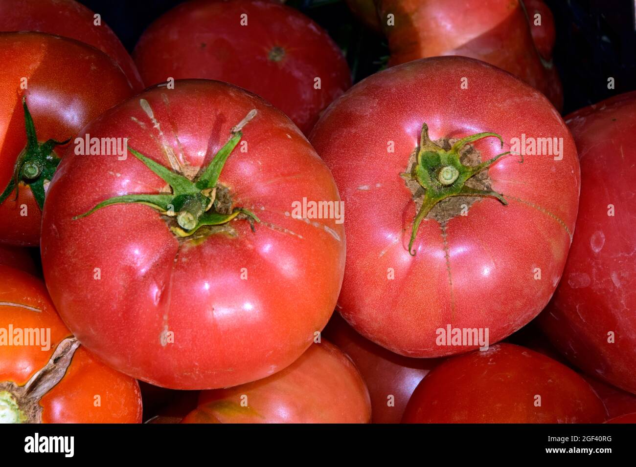 Top down closeup view on two ripe, red tomatoes with green stalks placed among many others in bright sunshine. Stock Photo