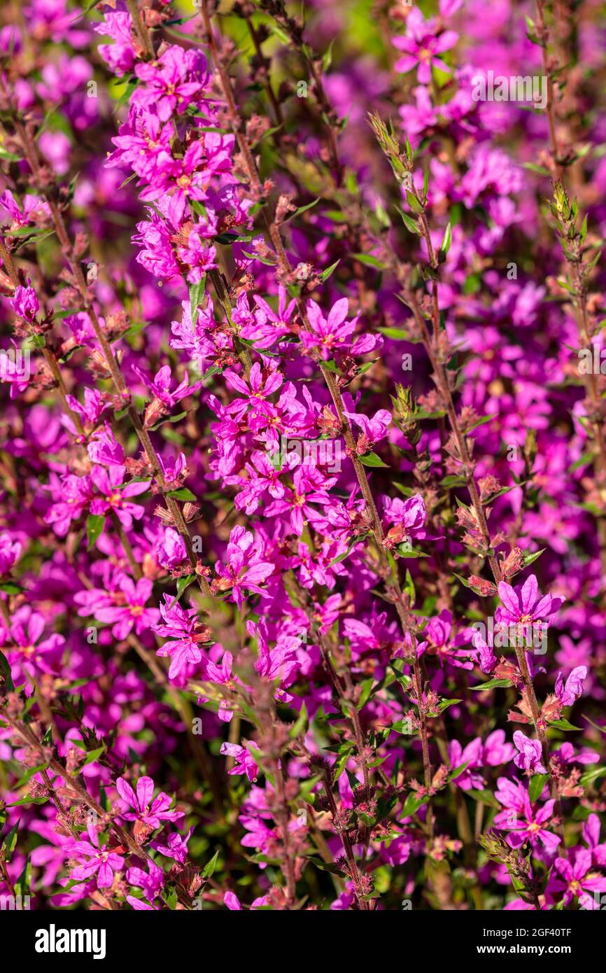 Dynamic Lythrum virgatum 'Dropmore Purple’, wand loosestrife 'Dropmore Purple’, natural plant portrait Stock Photo