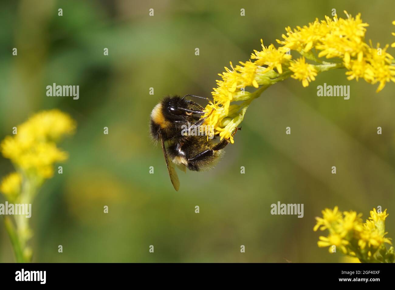 Bumblebee species in the Bombus terrestris-complex on flowers of Canadian goldenrod (Solidago Canadensis). Faded garden. Netherlands, summer, August Stock Photo