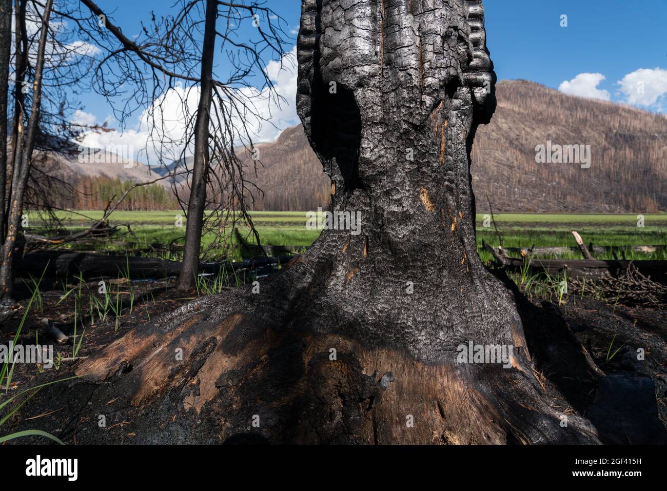 Damage from the East Troublesome Fire in 2020. Big Meadows, near Grand