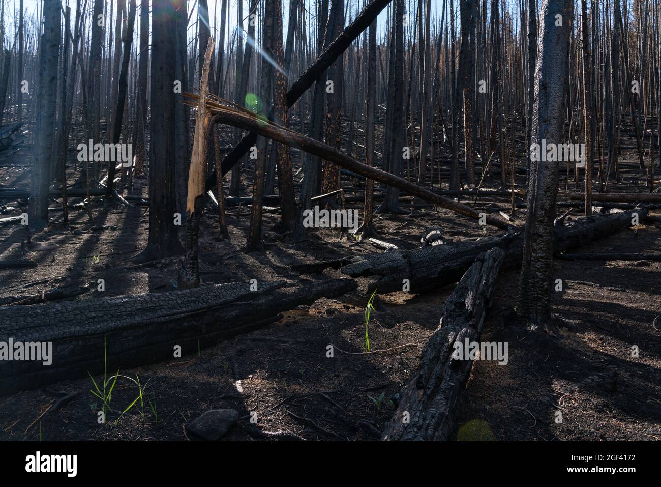 Damage from the East Troublesome Fire in 2020. Big Meadows, near Grand