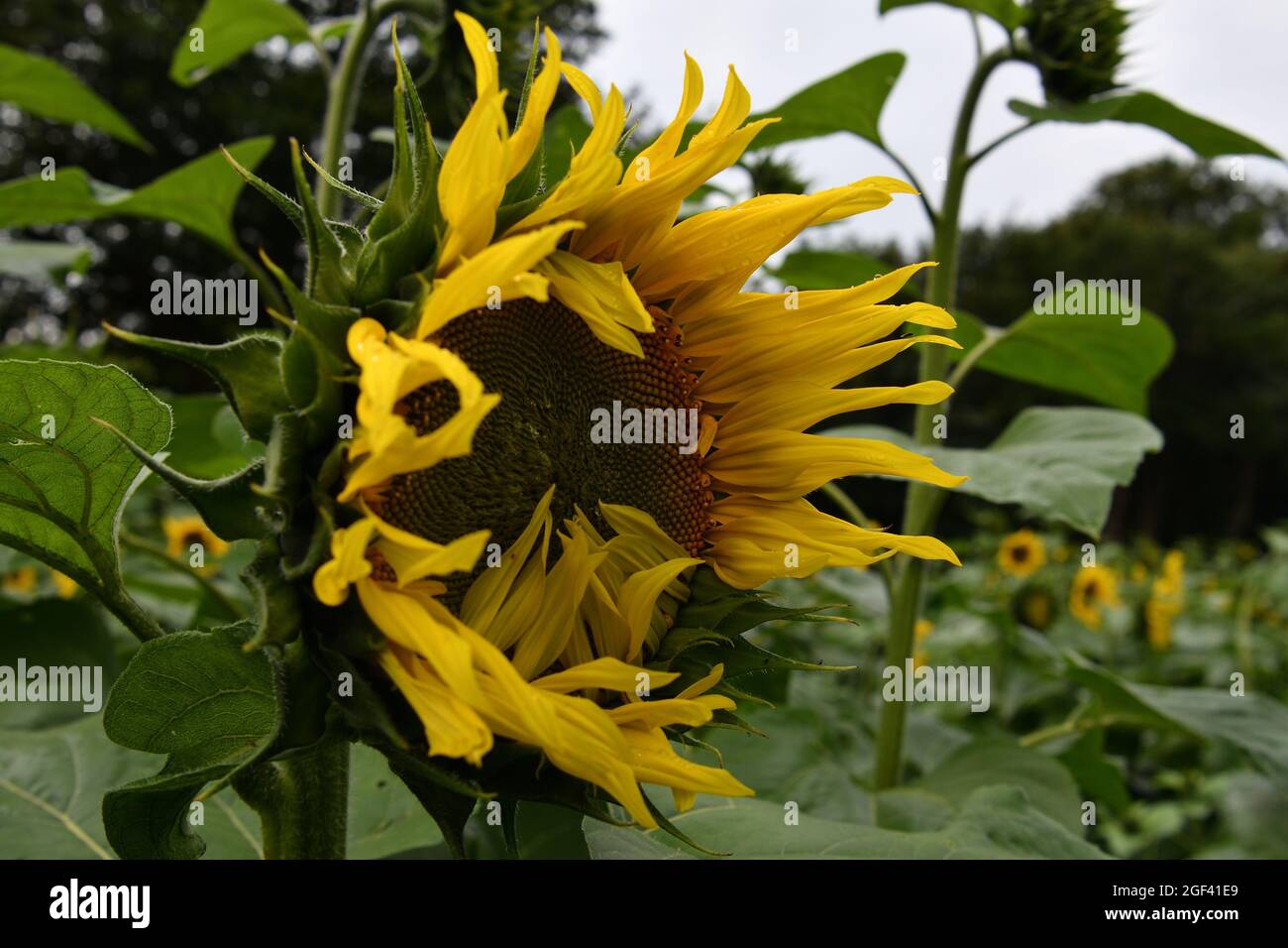 Sunflowers Helianthus uk Stock Photo Alamy
