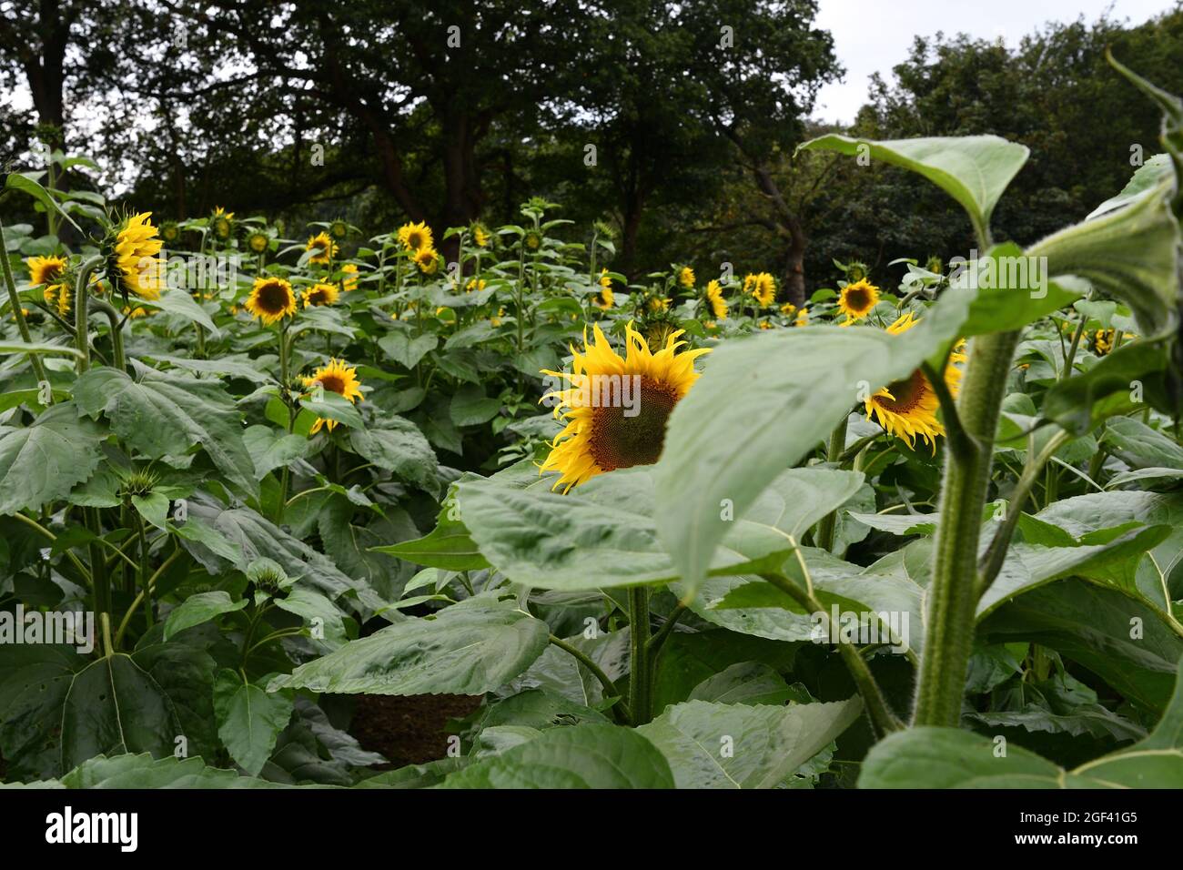 Sunflowers Helianthus uk Stock Photo Alamy
