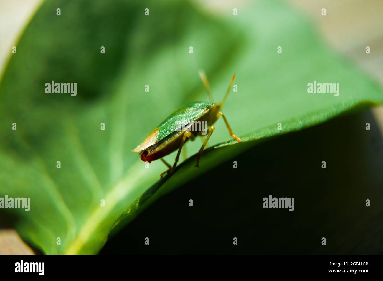 Macro shot of a green bug sitting on a leaf Stock Photo - Alamy