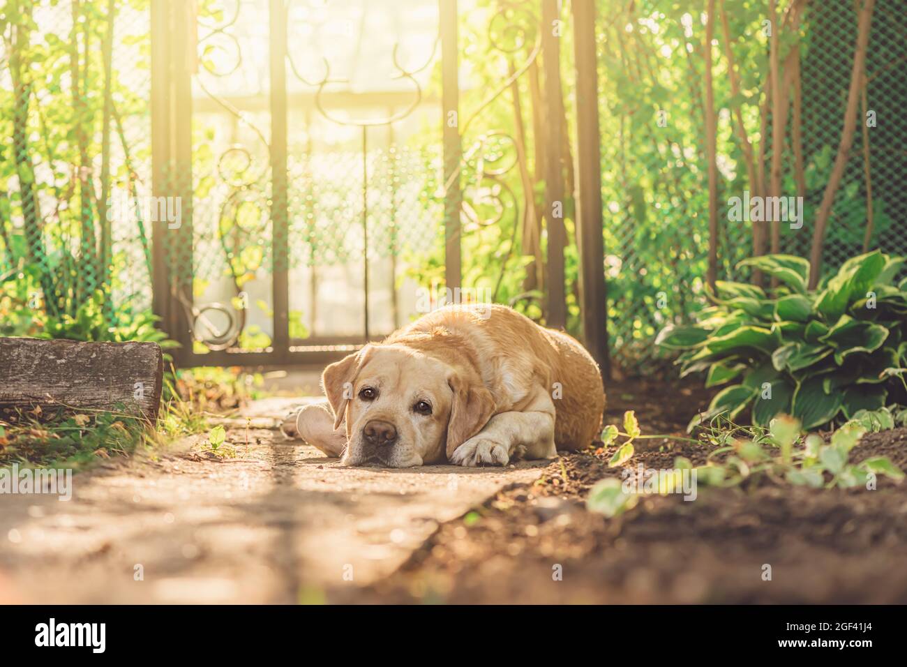 cute fawn Labrador lies on a path in the garden Stock Photo