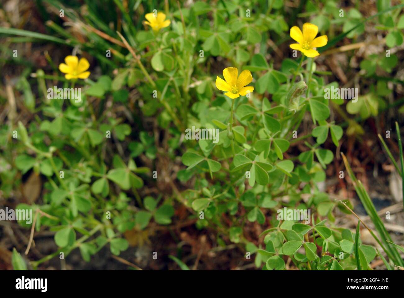 common yellow woodsorrel, Aufrechter Sauerklee, Oxalis fontana, Oxalis stricta, sárga madársóska Stock Photo
